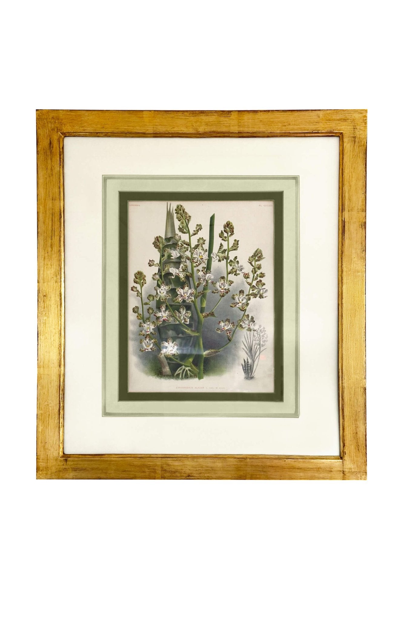 19th Century Floral Lithographs Horto Van Houtteano (Set of 9)