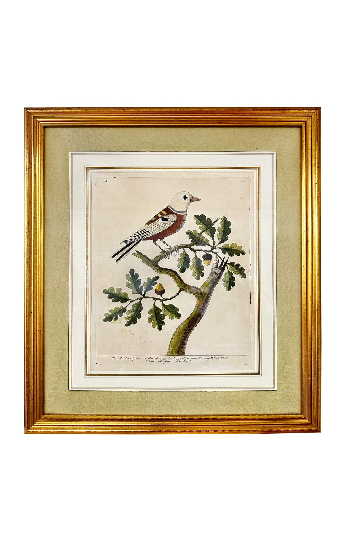 Eleazar Albin Bird Engravings - Set Of 4