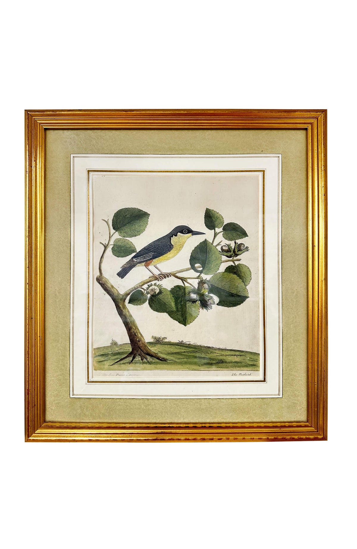 Eleazar Albin Bird Engravings - Set Of 4