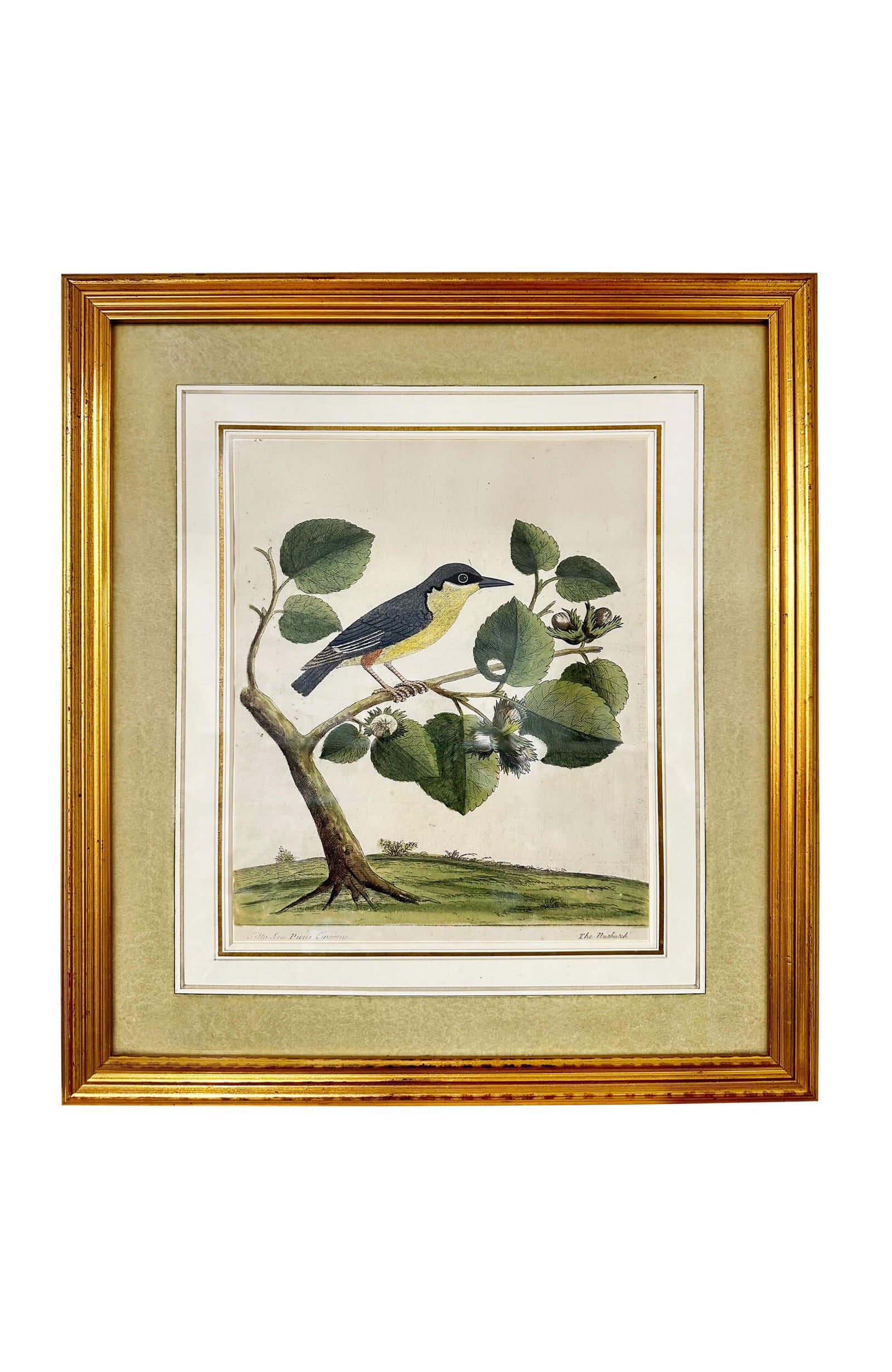 Eleazar Albin Bird Engravings - Set Of 4