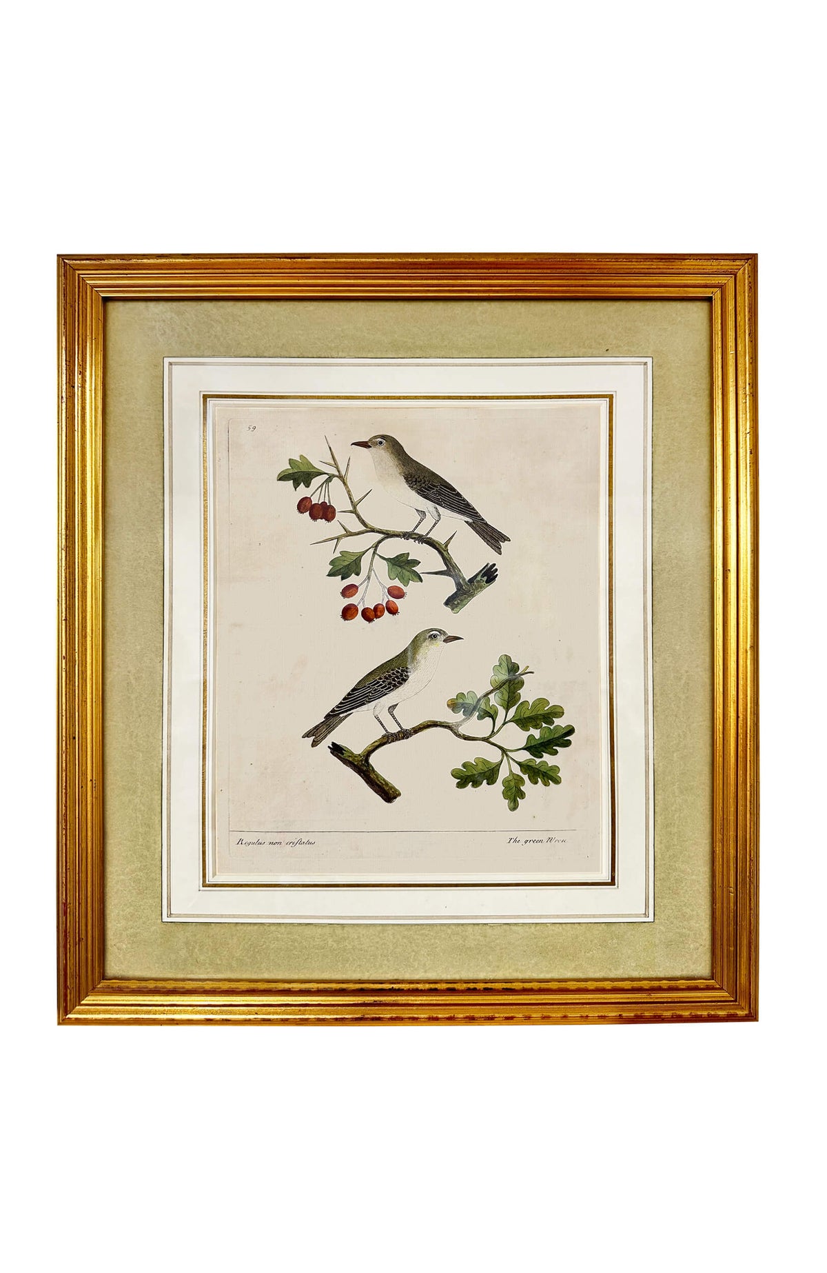 Eleazar Albin Bird Engravings - Set Of 4