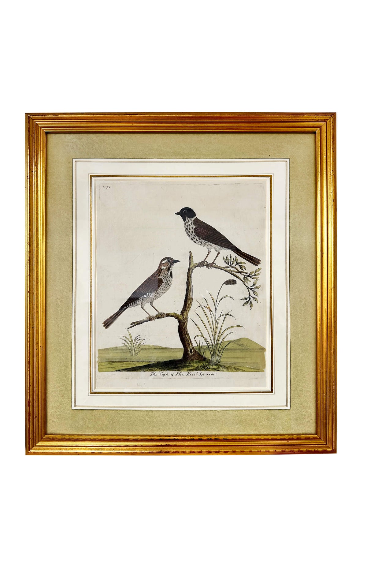 Eleazar Albin Bird Engravings - Set Of 4