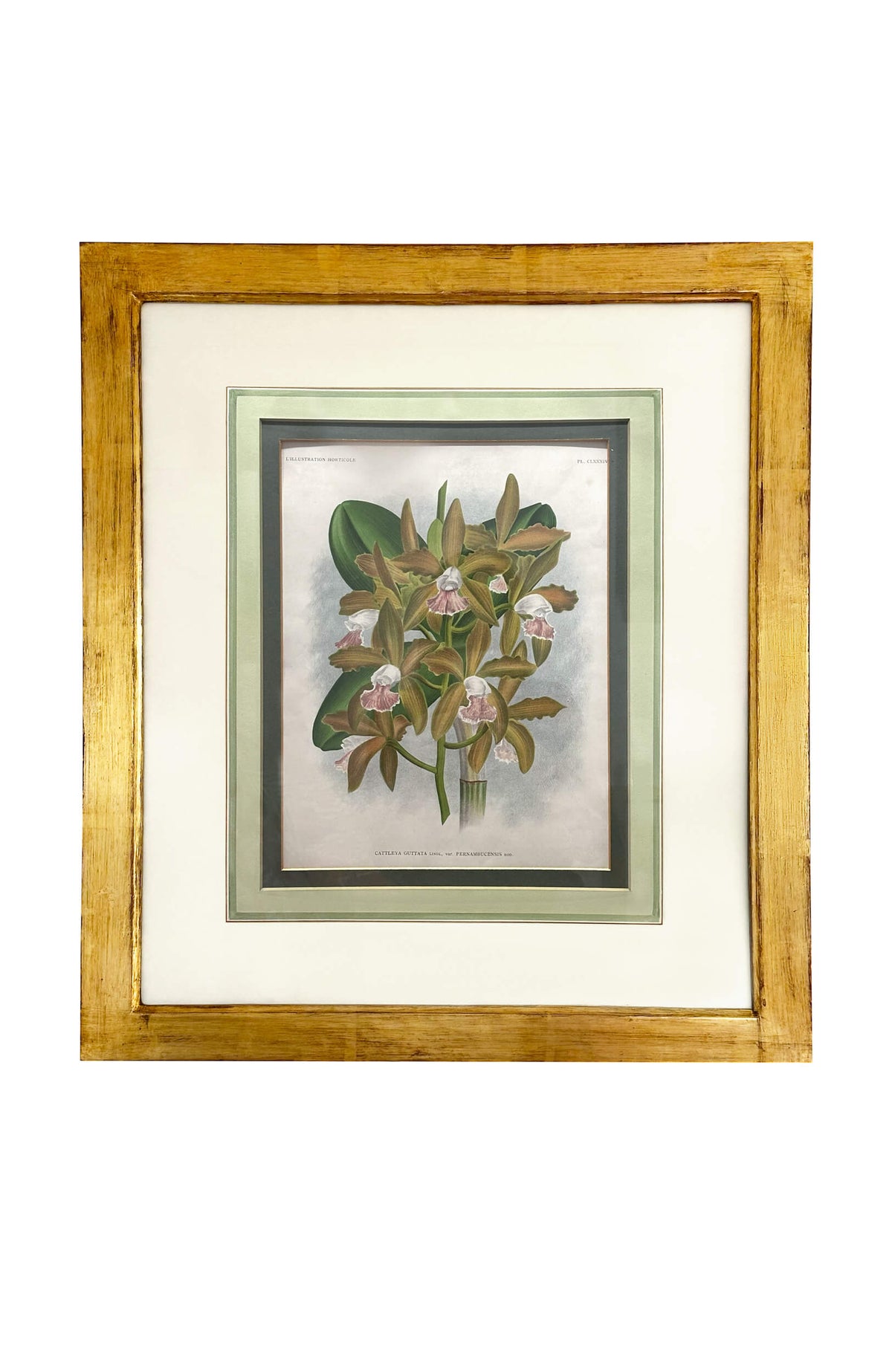 19th Century Floral Lithographs Horto Van Houheane