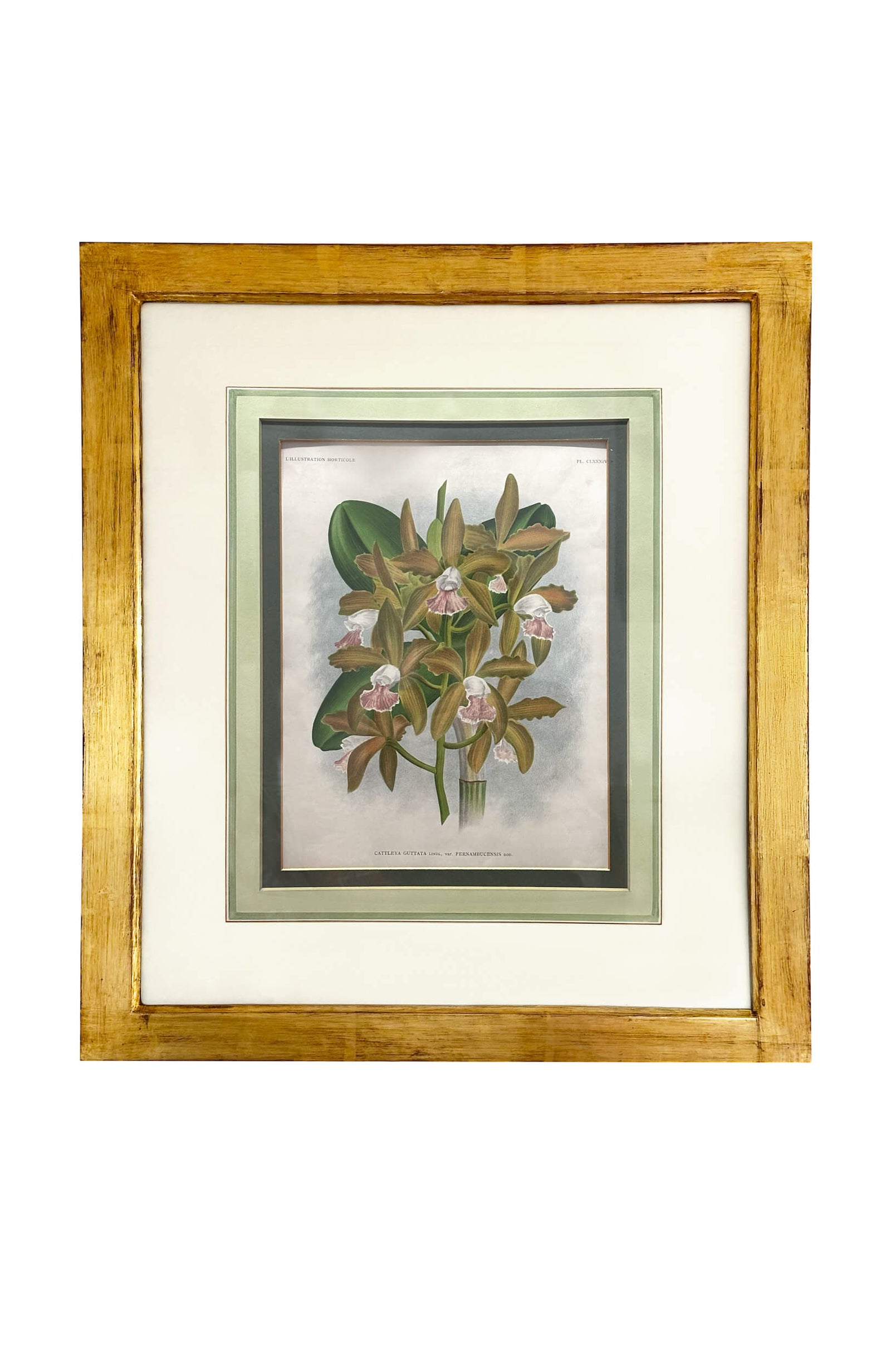19th Century Floral Lithographs Horto Van Houtteano