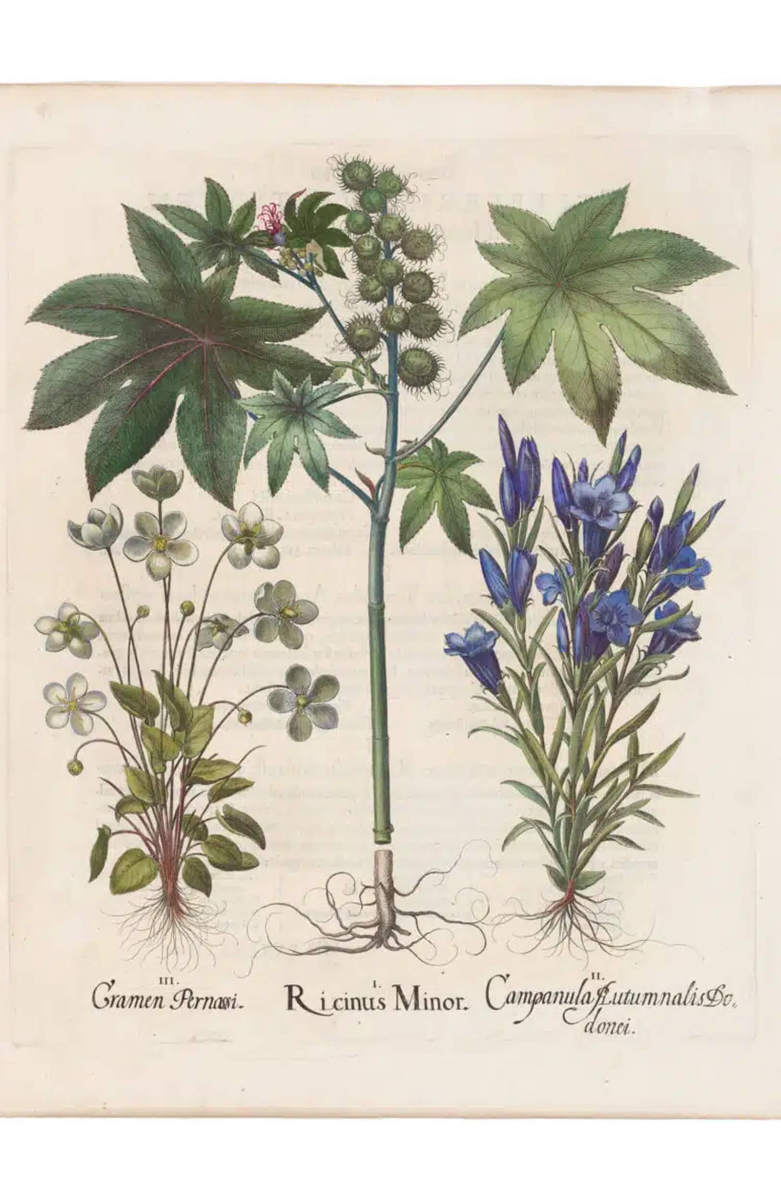 Basilius Besler "Ricinus Minor" Botanical Engraving