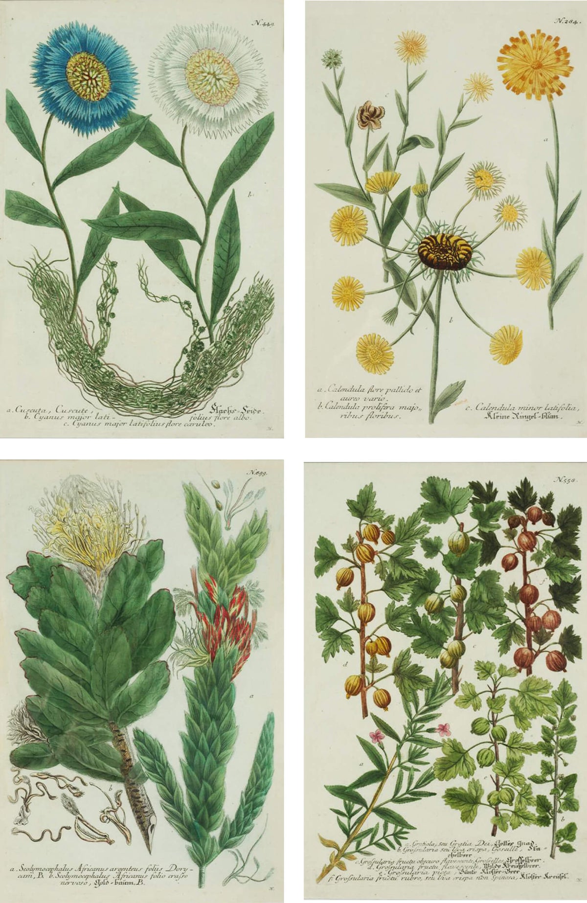 Johann Wilhelm Weinmann Botanical Engravings ( Set of 4)