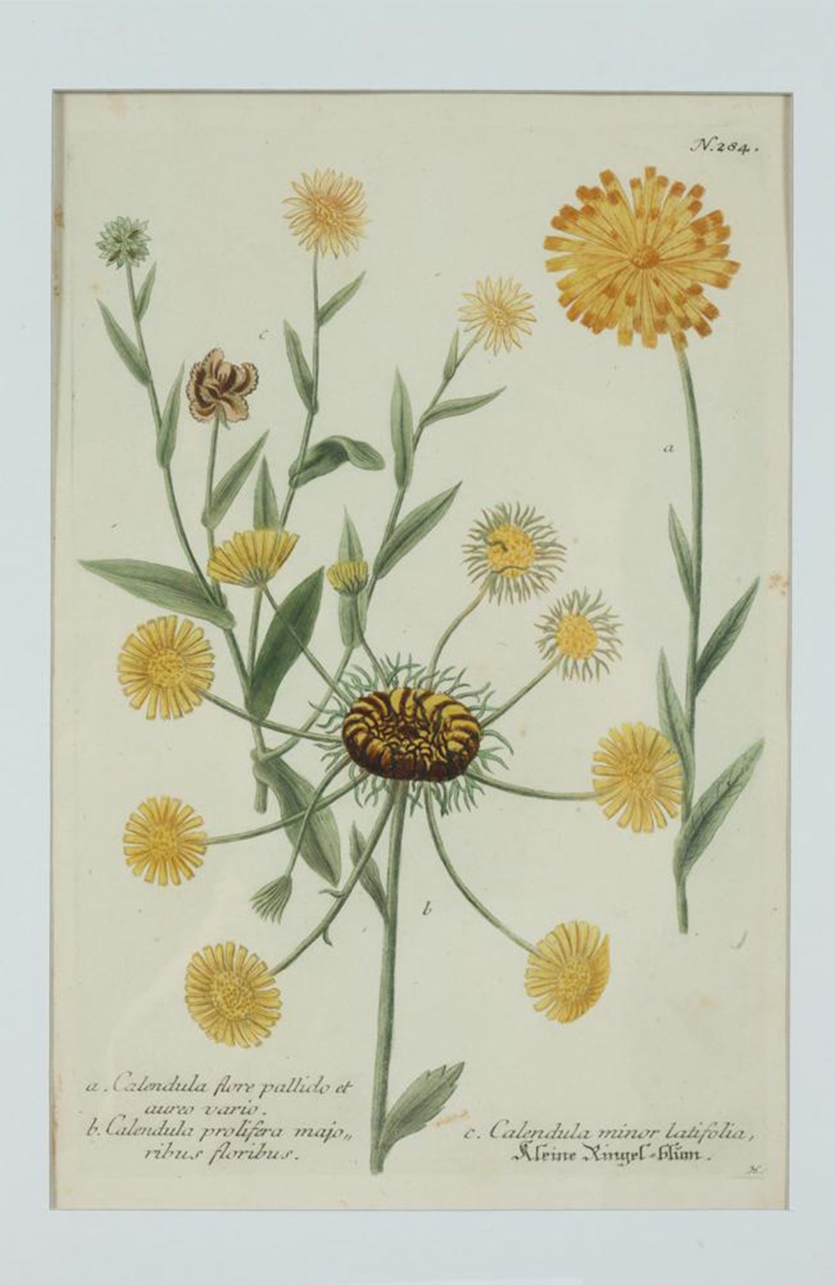 Johann Wilhelm Weinmann Botanical Engravings