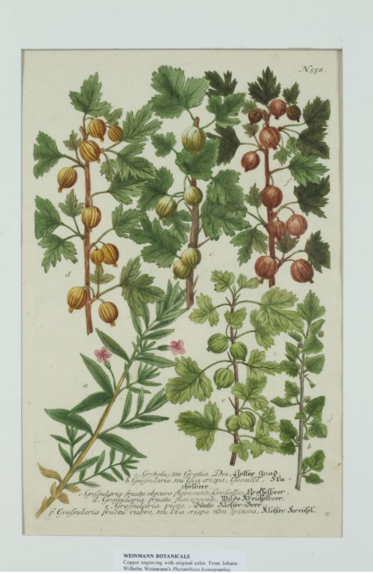 Johann Wilhelm Weinmann Botanical Engravings