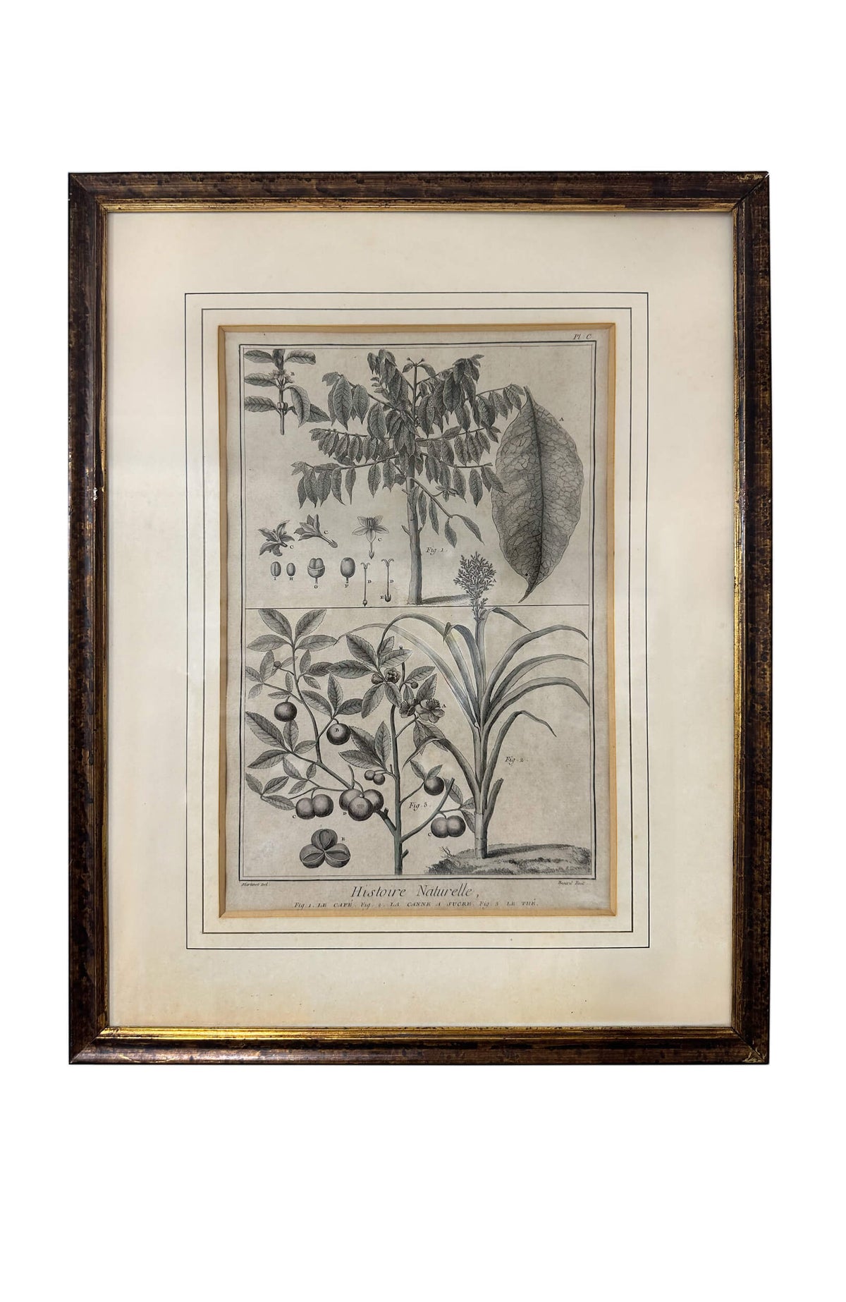 François Nicolas Martinet 18th Century Antique Botanical Engravings