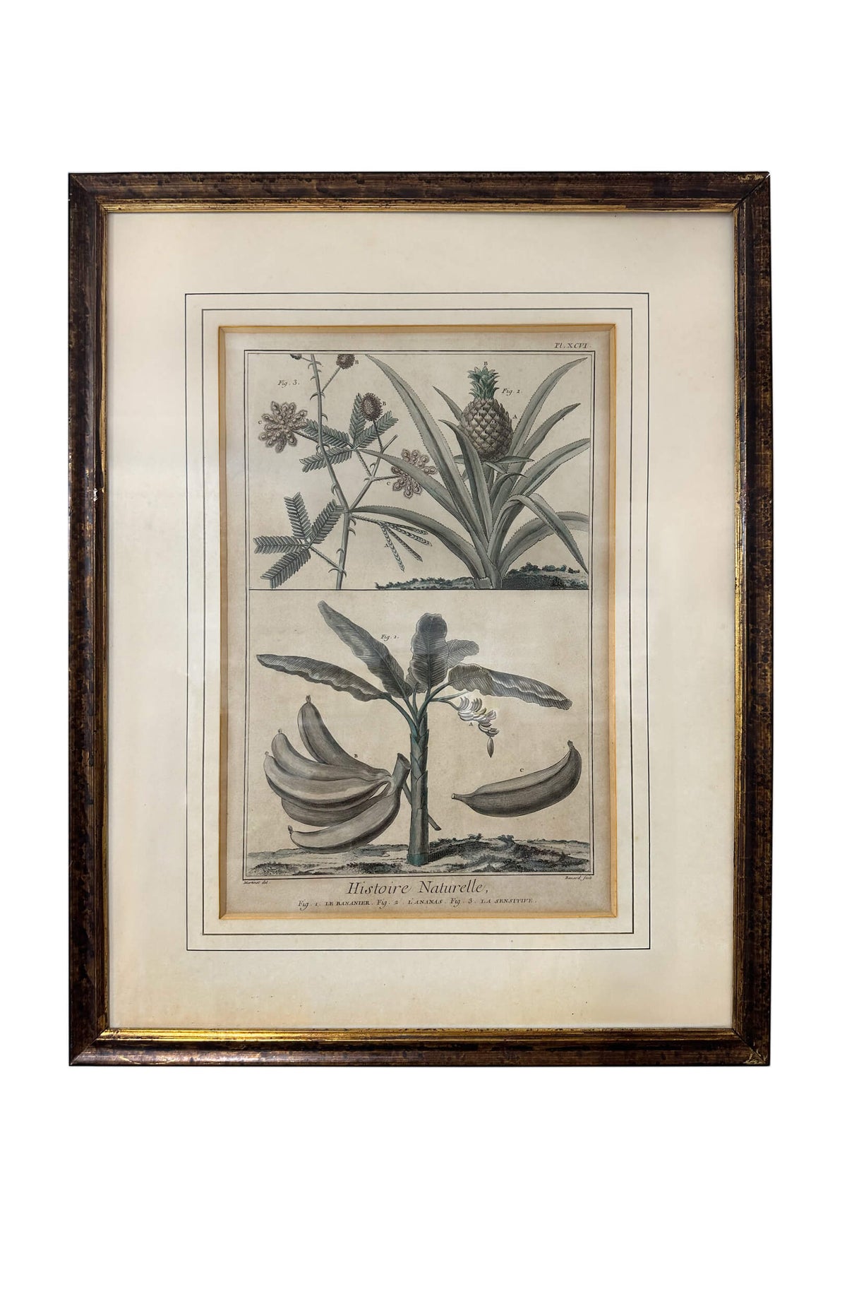 François Nicolas Martinet 18th Century Antique Botanical Engravings