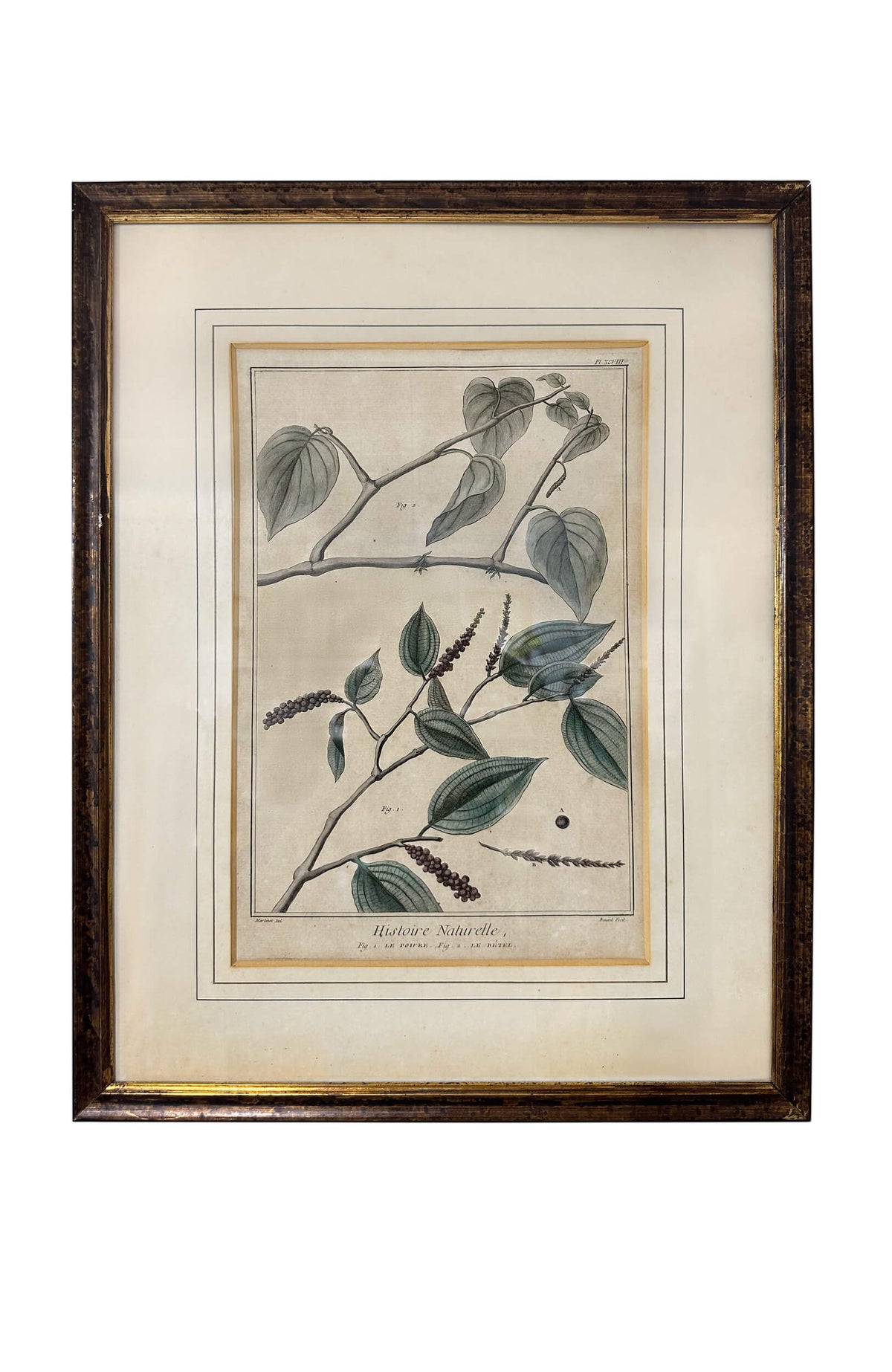 François Nicolas Martinet 18th Century Antique Botanical Engravings