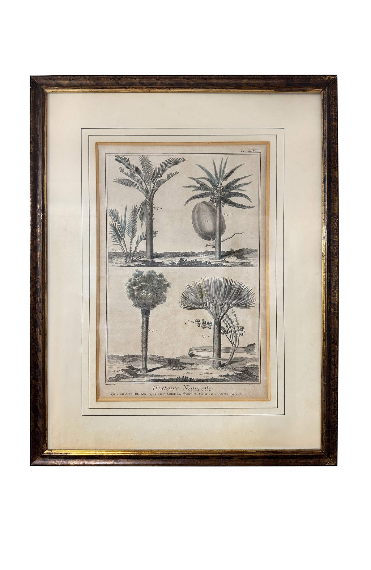 François Nicolas Martinet 18th Century Antique Botanical Engravings