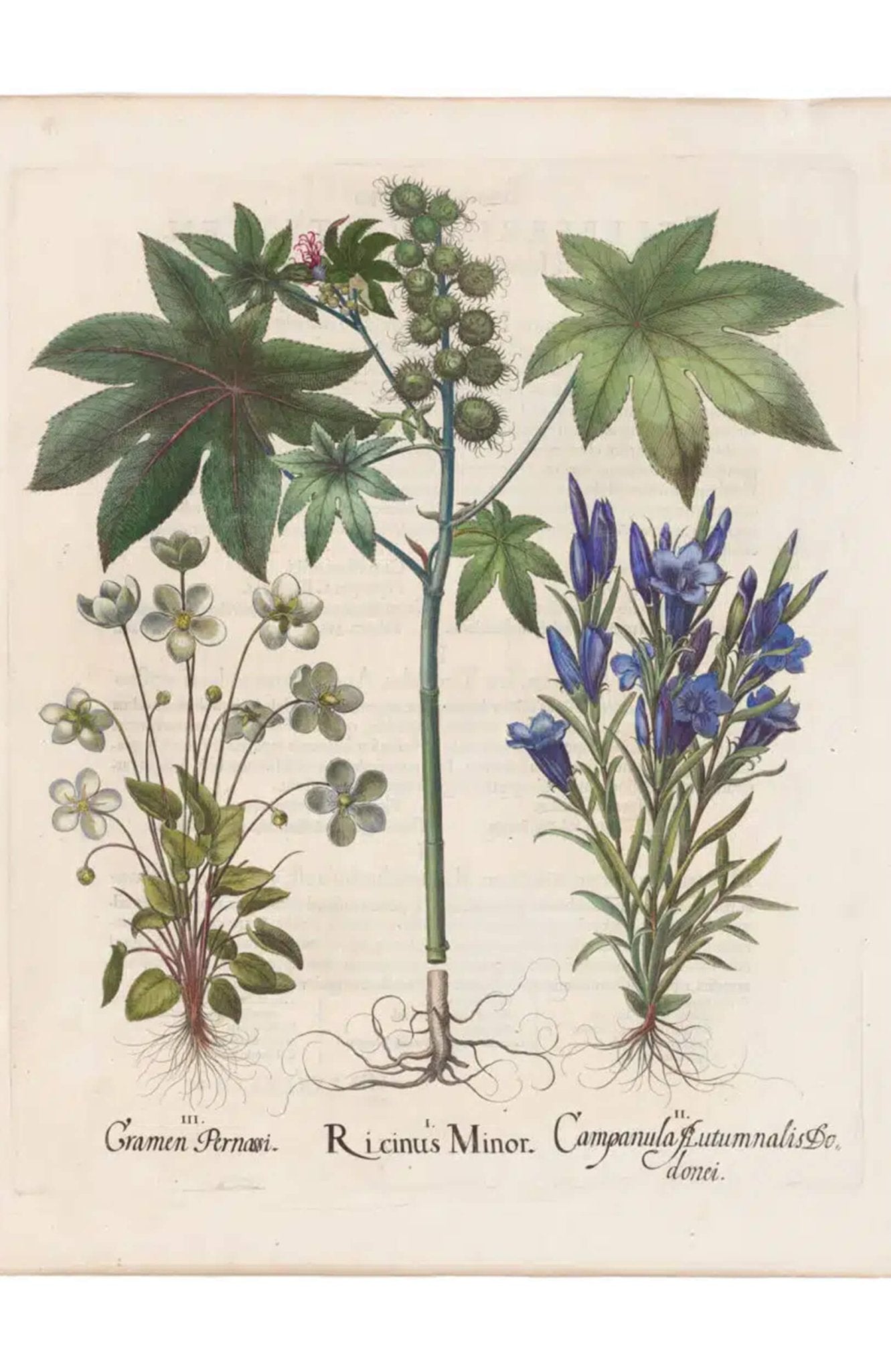 Basilius Besler "Ricinus Minor" Botanical Engraving