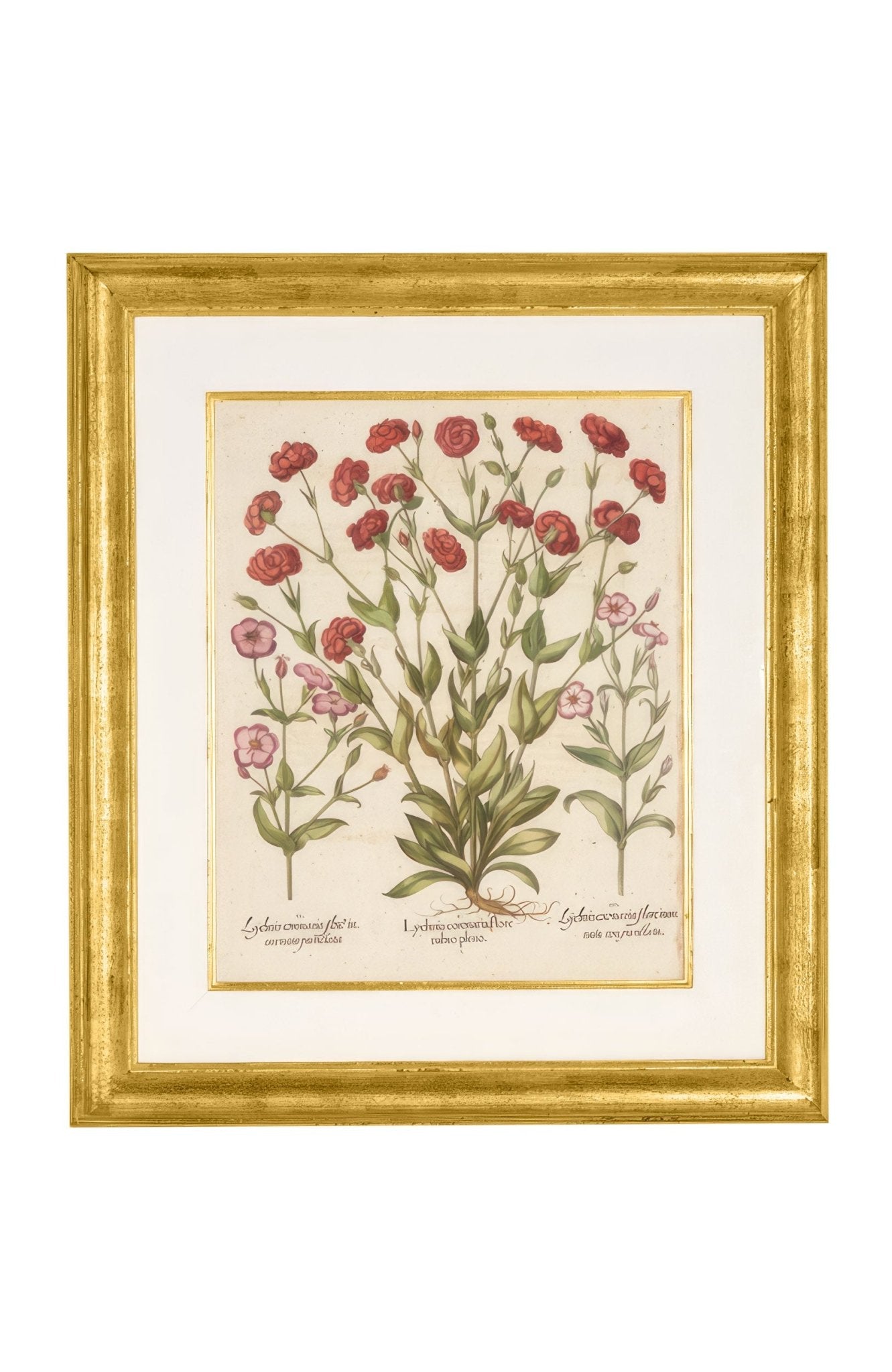 Basilus Besler " Lychnis Coronaria: Flore Rubro Pleno"