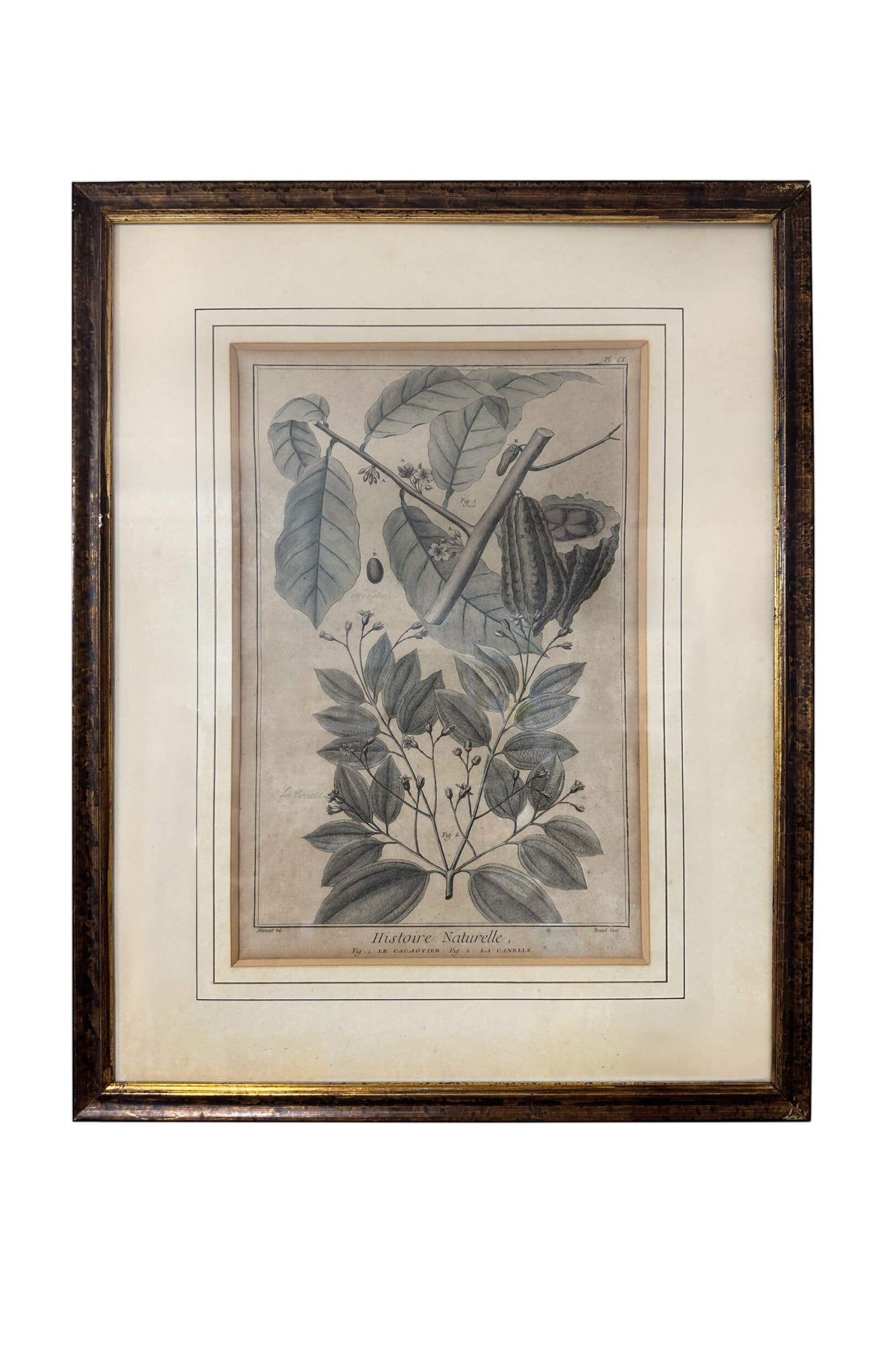 François Nicolas Martinet 18th Century Antique Botanical Engravings (Set of 5)