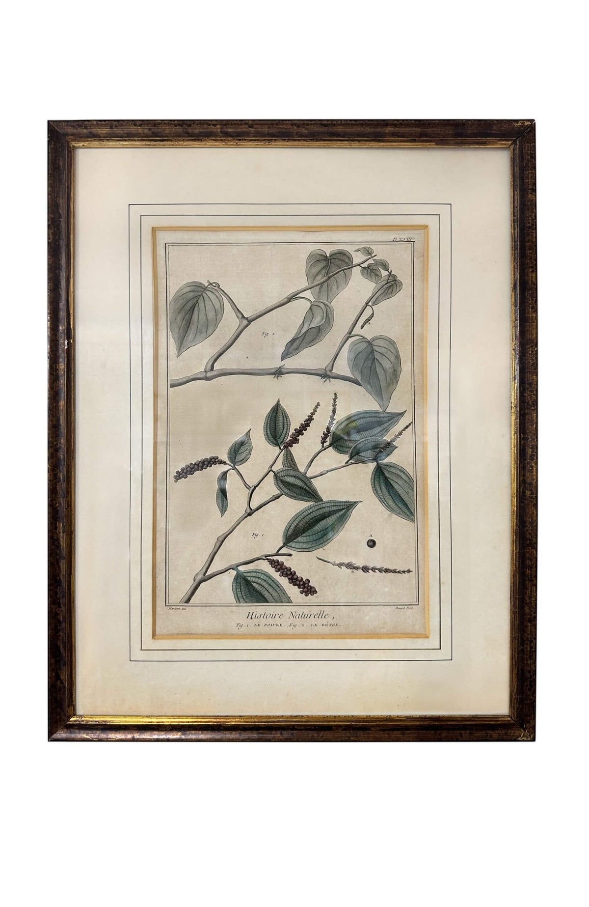 François Nicolas Martinet 18th Century Antique Botanical Engravings (Set of 5)