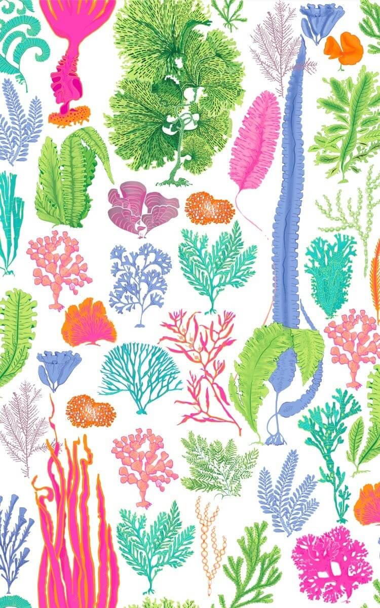 Gripeless Bermuda Short - Sea Sway - Final Sale Brights