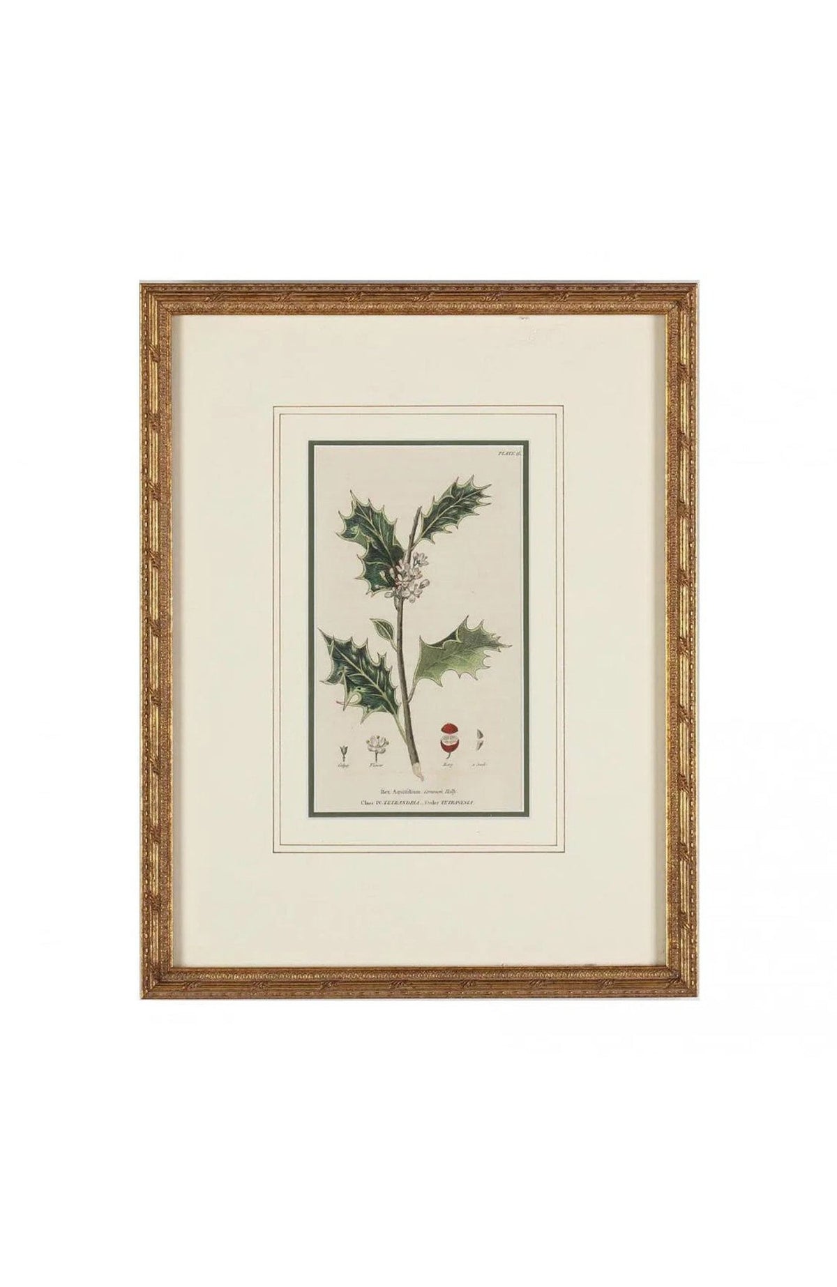 Group Of (5) Framed Antique Botanical Prints