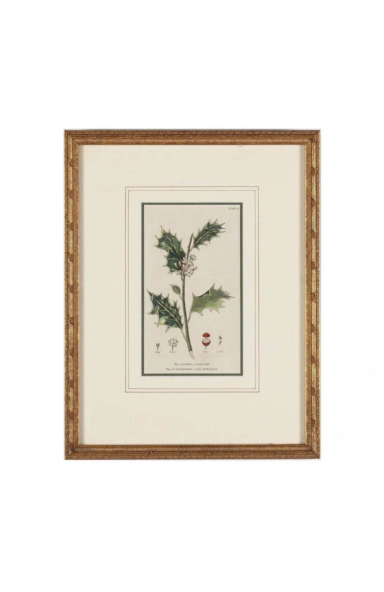 Group Of (5) Framed Antique Botanical Prints