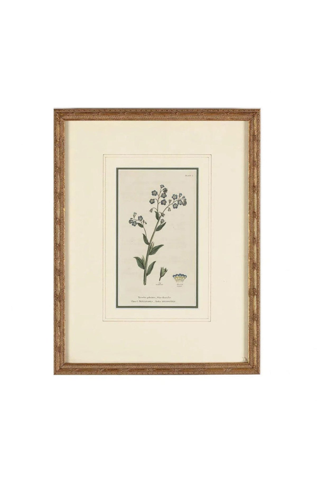 Group Of (5) Framed Antique Botanical Prints