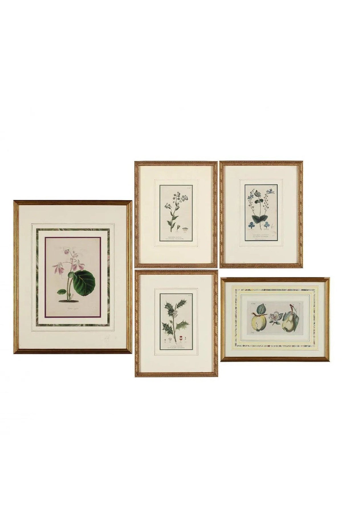 Group Of (5) Framed Antique Botanical Prints