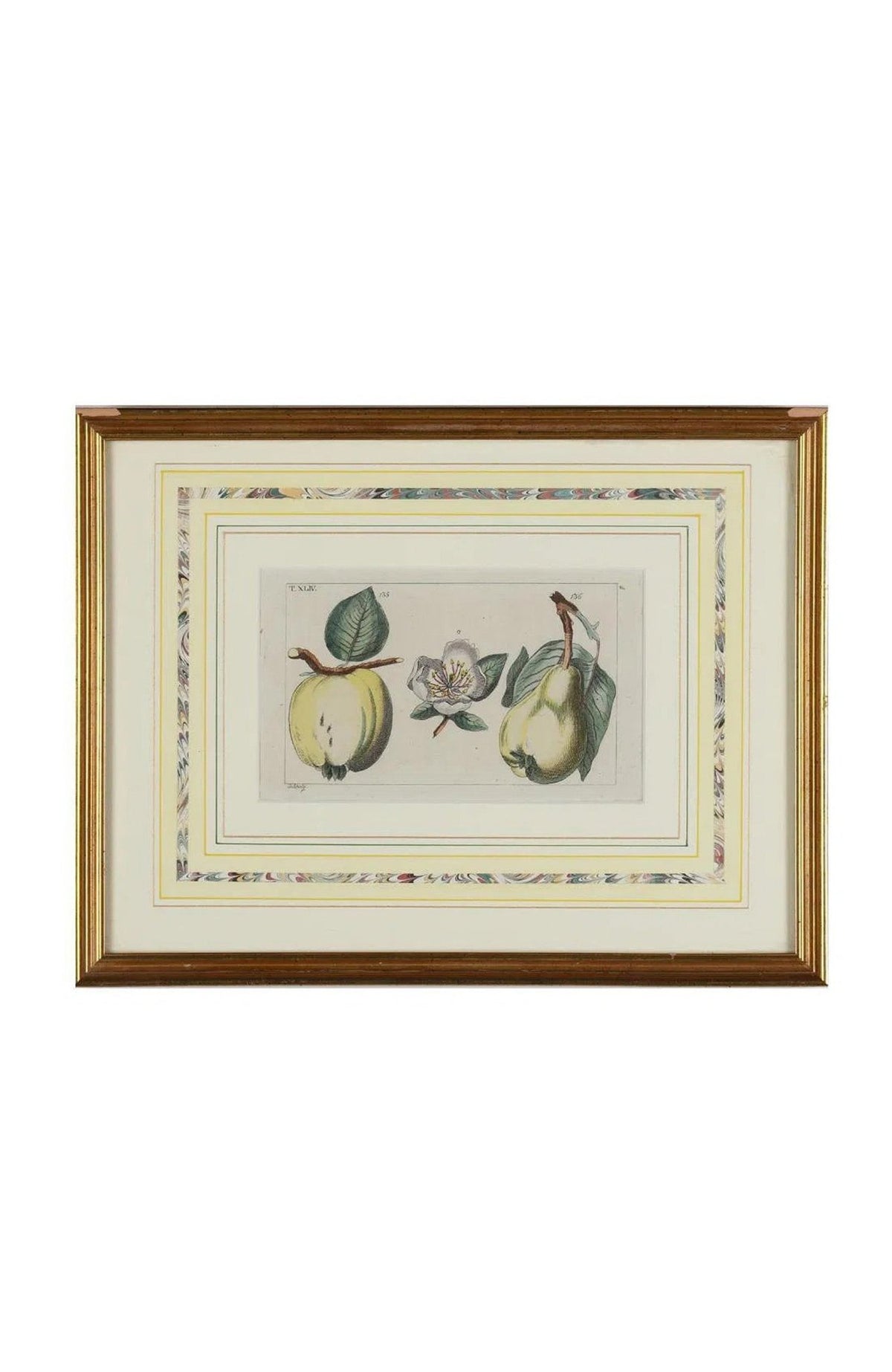 Group Of (5) Framed Antique Botanical Prints