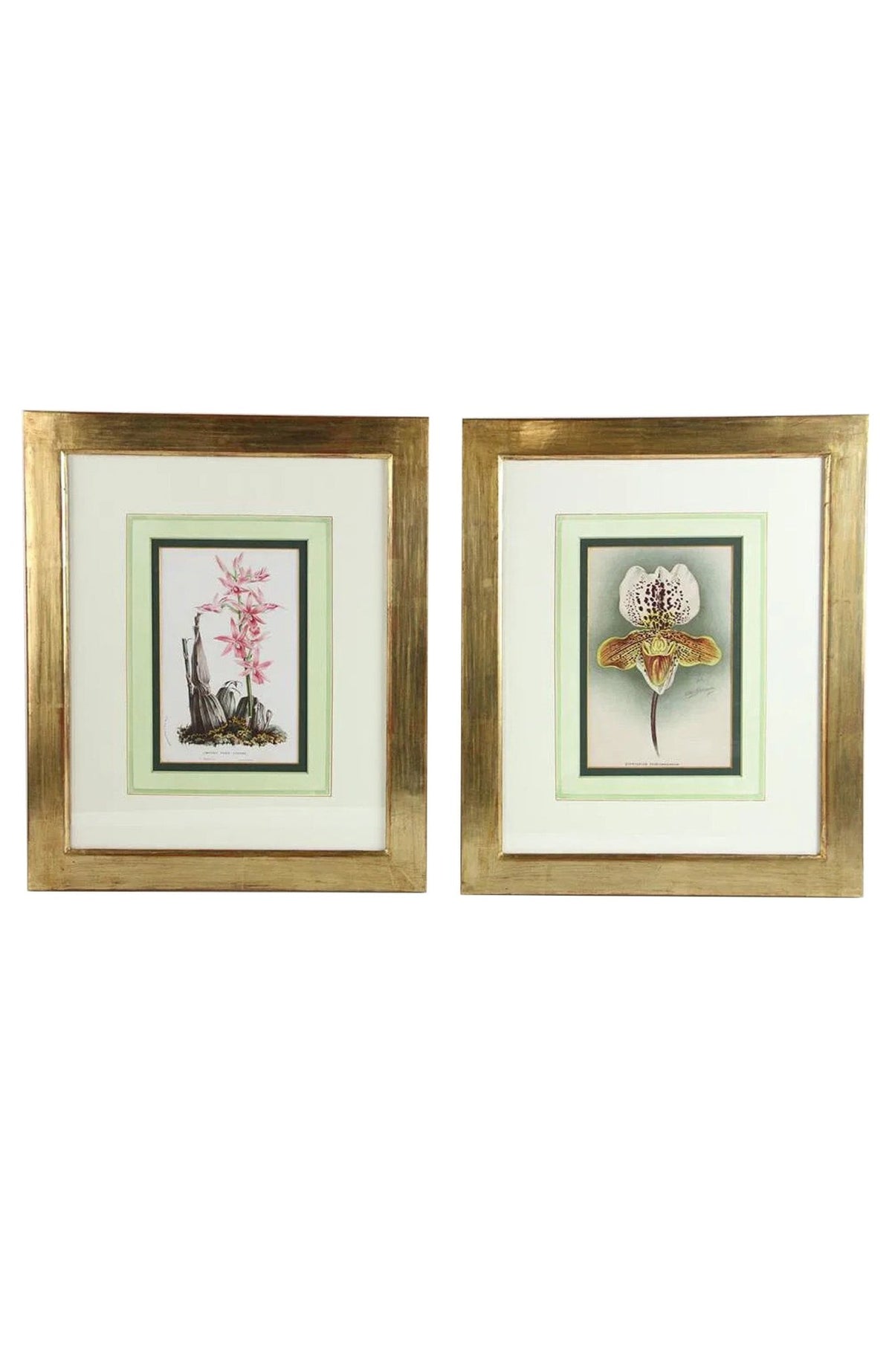 Horto van Houtteano Floral Lithographs (Set of 8)