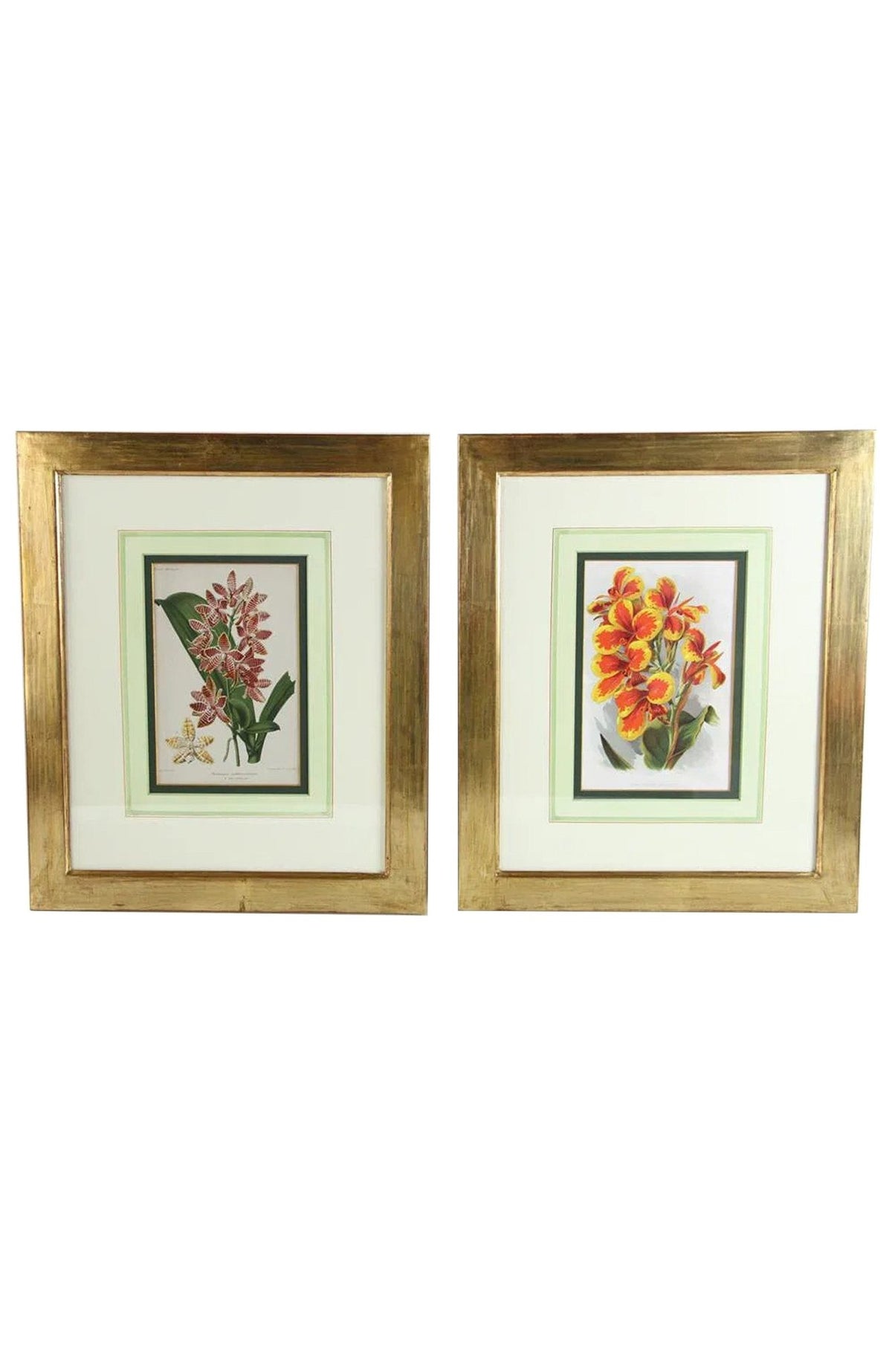 Horto van Houtteano Floral Lithographs (Set of 8)