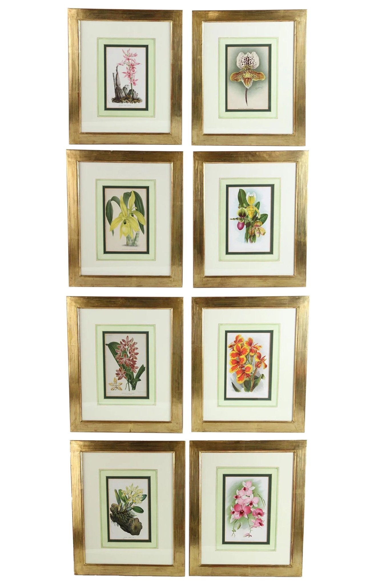 Horto van Houtteano Floral Lithographs (Set of 8)
