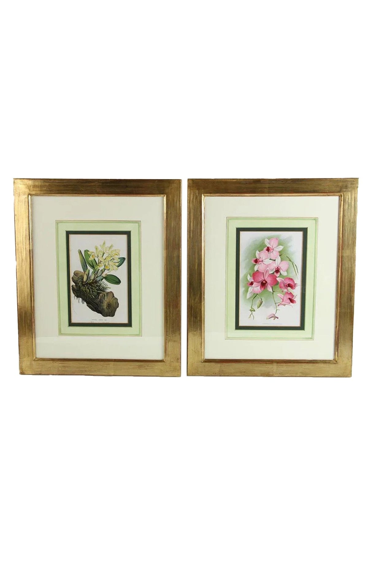 Horto van Houtteano Floral Lithographs (Set of 8)