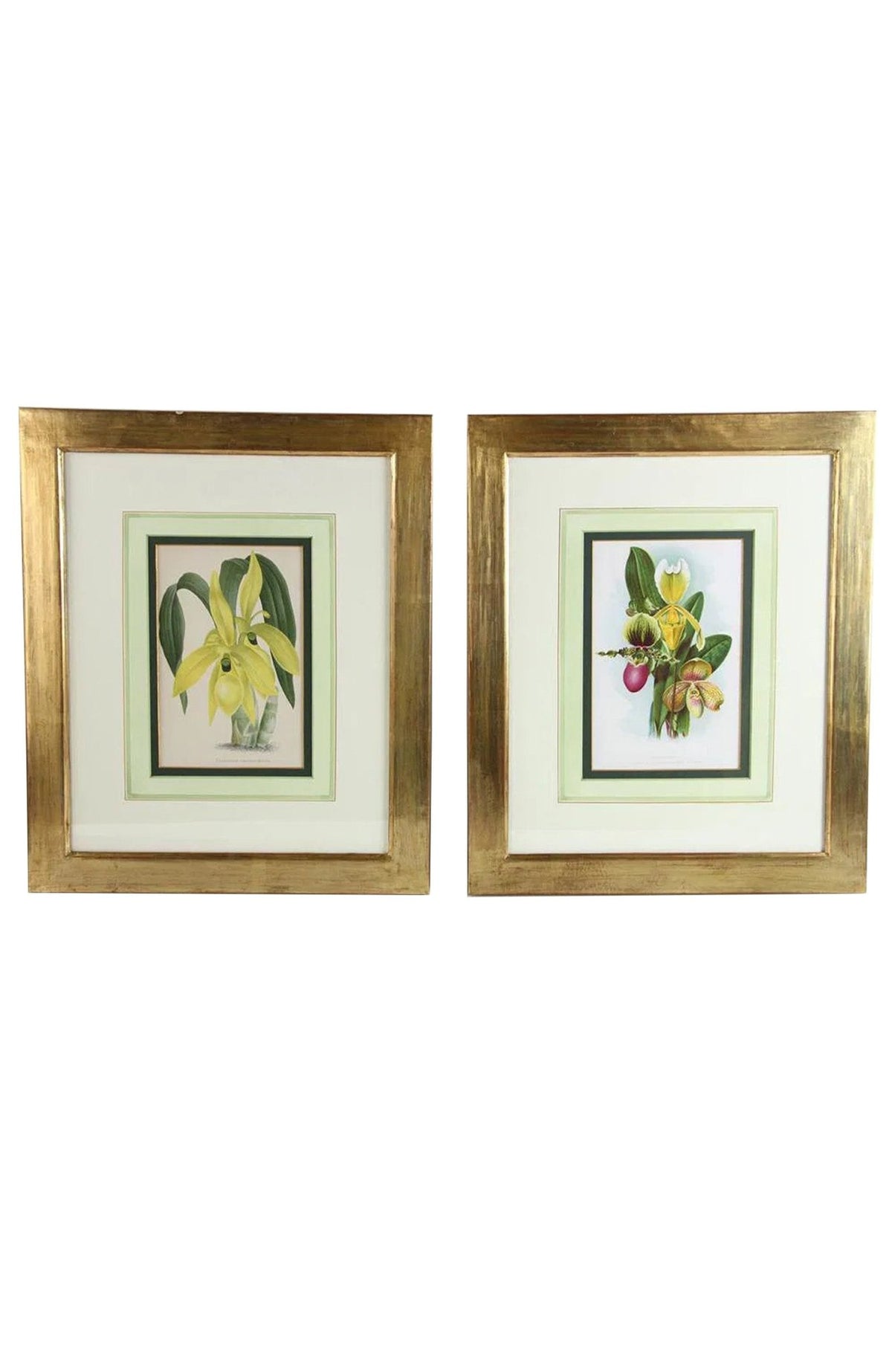 Horto van Houtteano Floral Lithographs (Set of 8)
